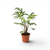 Alocasia brancifolia medium-sized plant with green palmate leaves in a nursery pot on a white background
