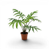 Alocasia brancifolia medium-sized plant with green palmate leaves in a nursery pot on a white background