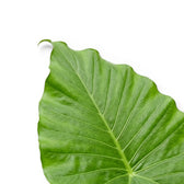 Close-up of large Alocasia California leaf on white background