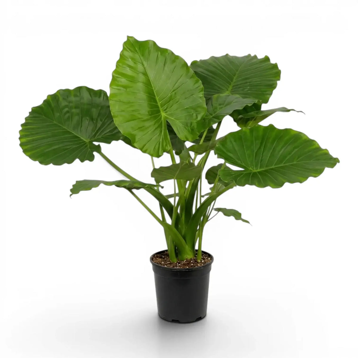 Large Alocasia California plant in a nursery pot on white background