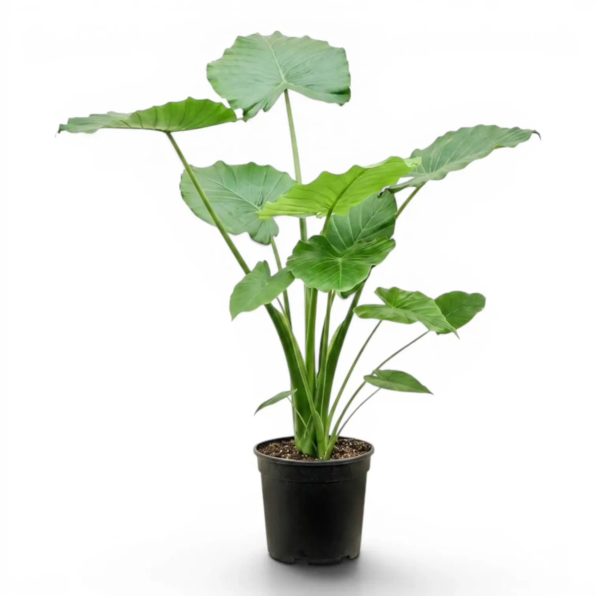 Large Alocasia California plant in a nursery pot on white background