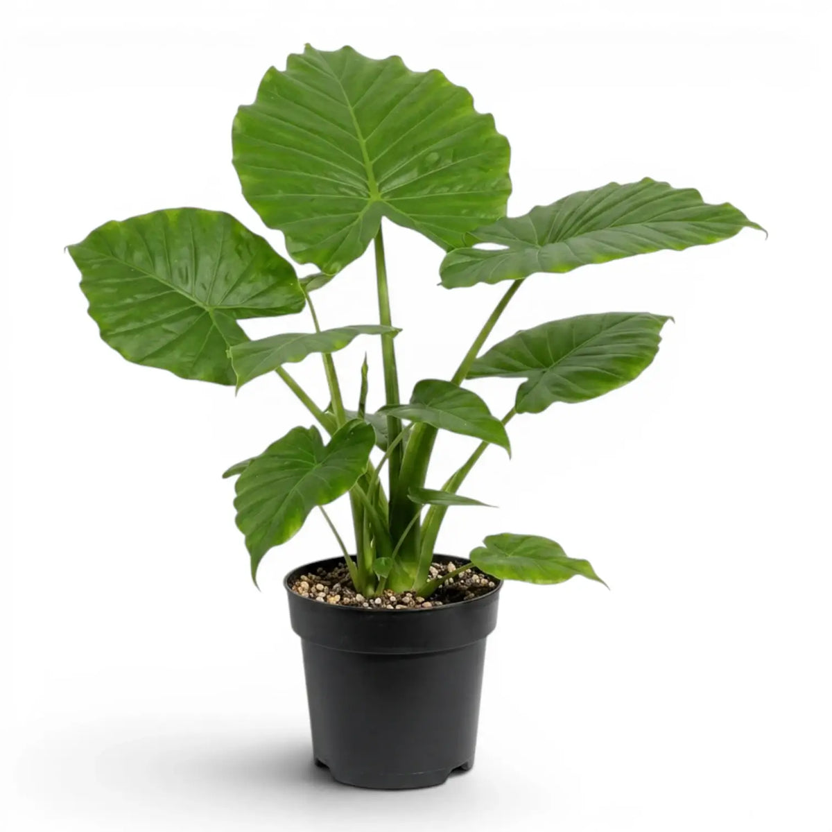 Large Alocasia California plant in a nursery pot on white background