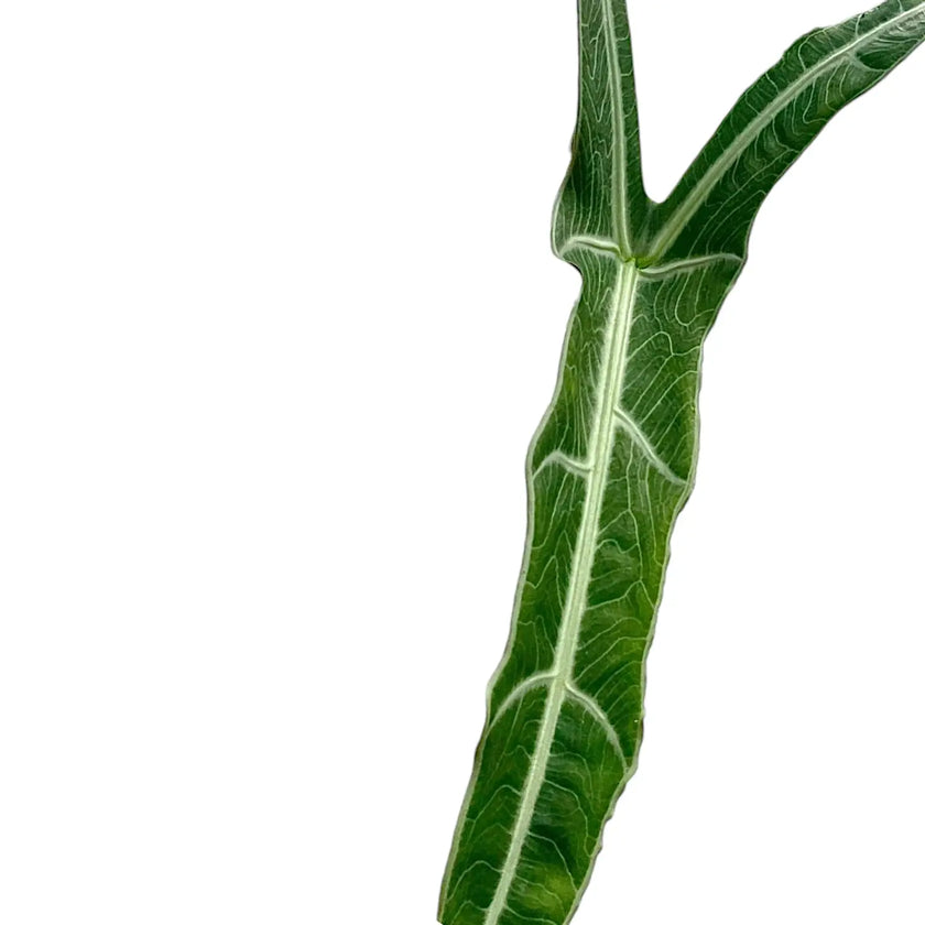 Alocasia cf. longiloba 'Narrow' leaf close-up on white background.