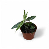Alocasia cf. longiloba 'Narrow' potted plant in nursery pot on white background.
