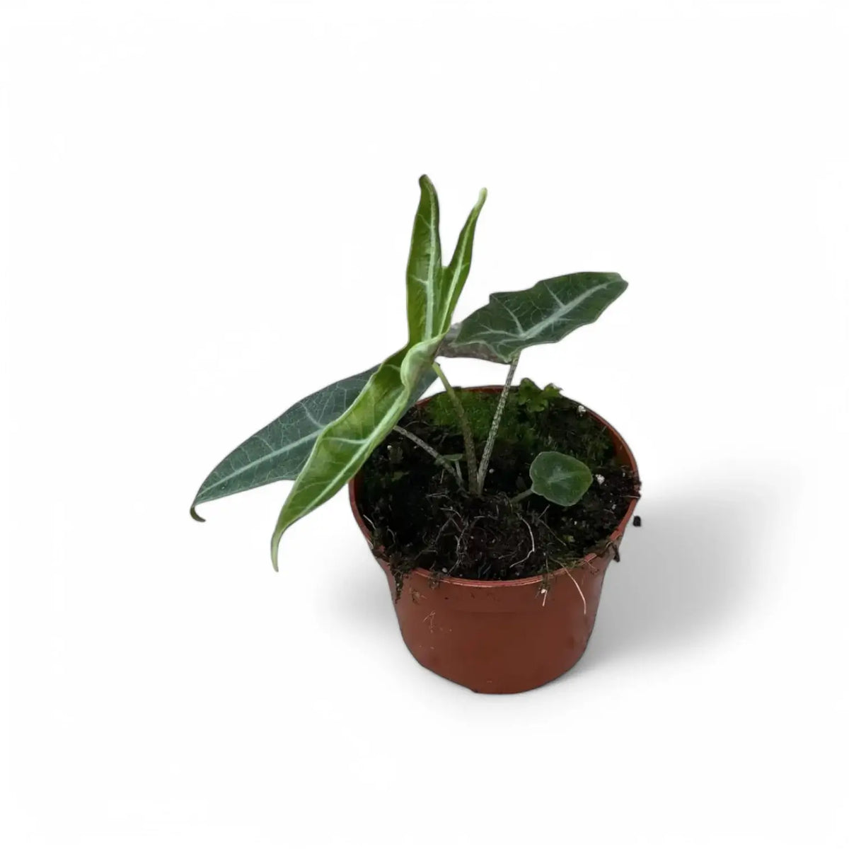 Alocasia cf. longiloba 'Narrow' potted plant in nursery pot on white background.