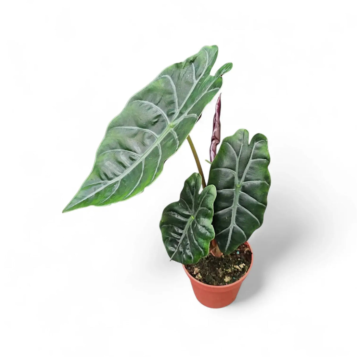Alocasia ‘Chantrierii’ potted plant in nursery pot on white background.