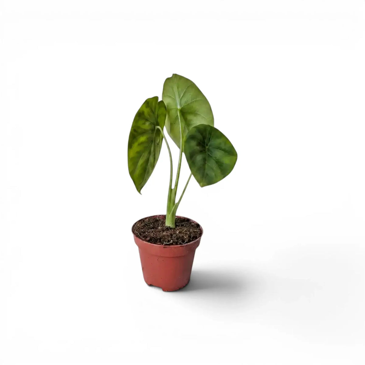 Alocasia clypeolata Green Shield baby plant in a nursery pot on a white background