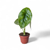 Alocasia clypeolata 'Green shield' potted plant in nursery pot on white background.