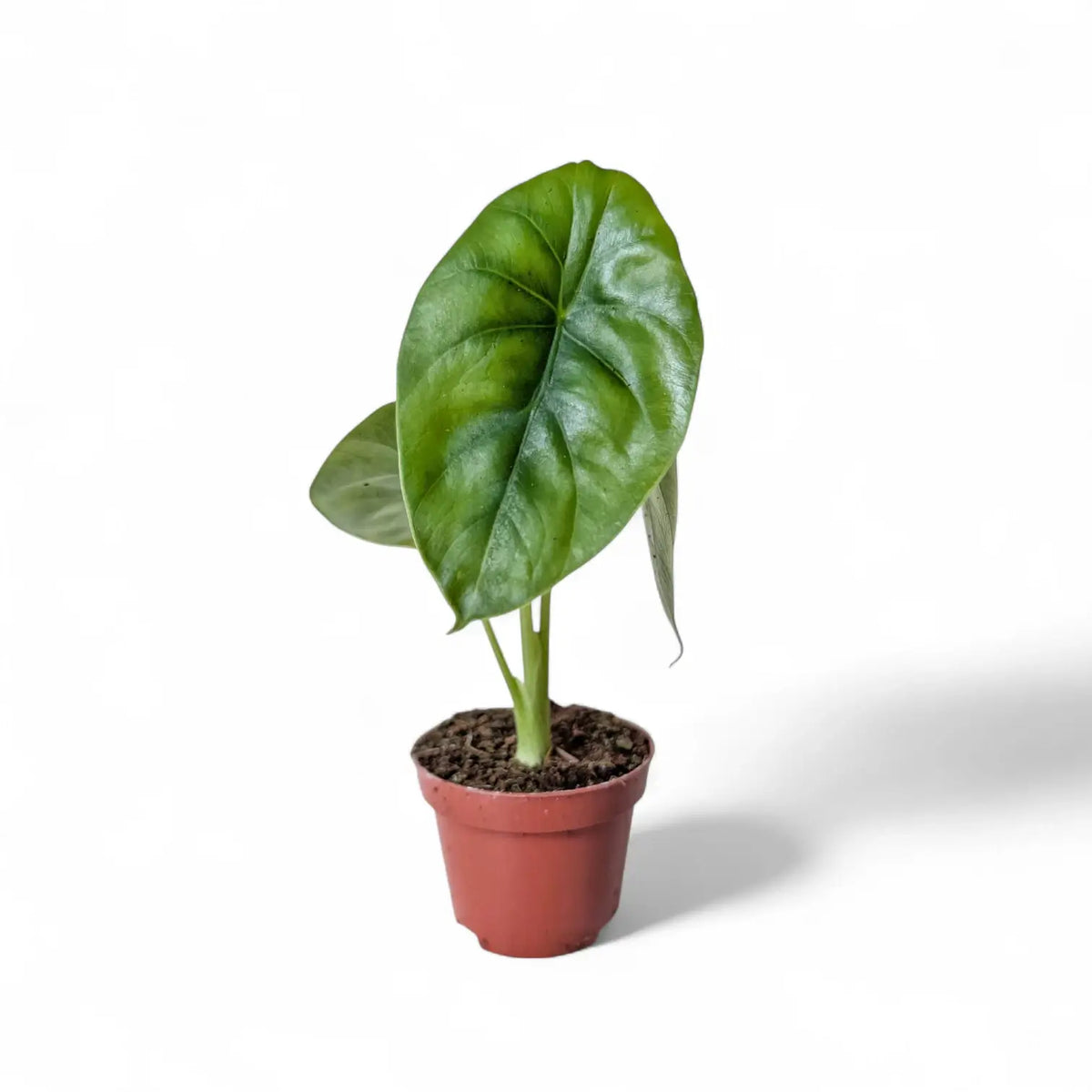 Alocasia clypeolata 'Green shield' potted plant in nursery pot on white background.