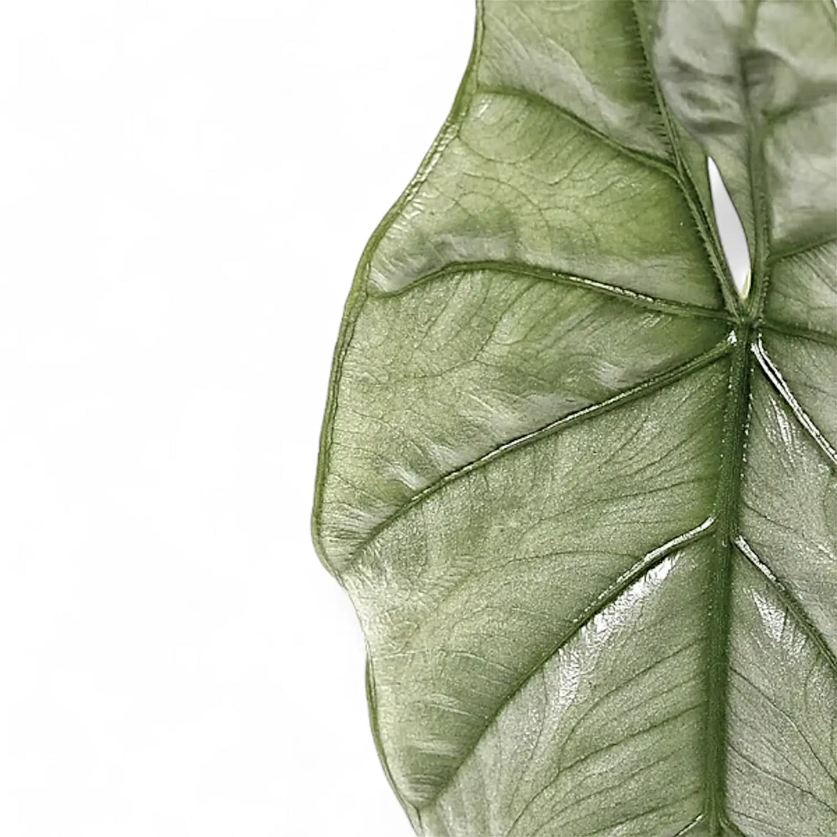 Alocasia 'Corazon' close-up of leaf on white background.