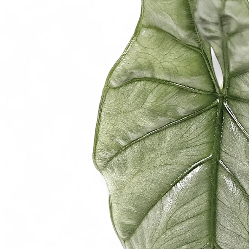 Alocasia 'Corazon' close-up of leaf on white background.