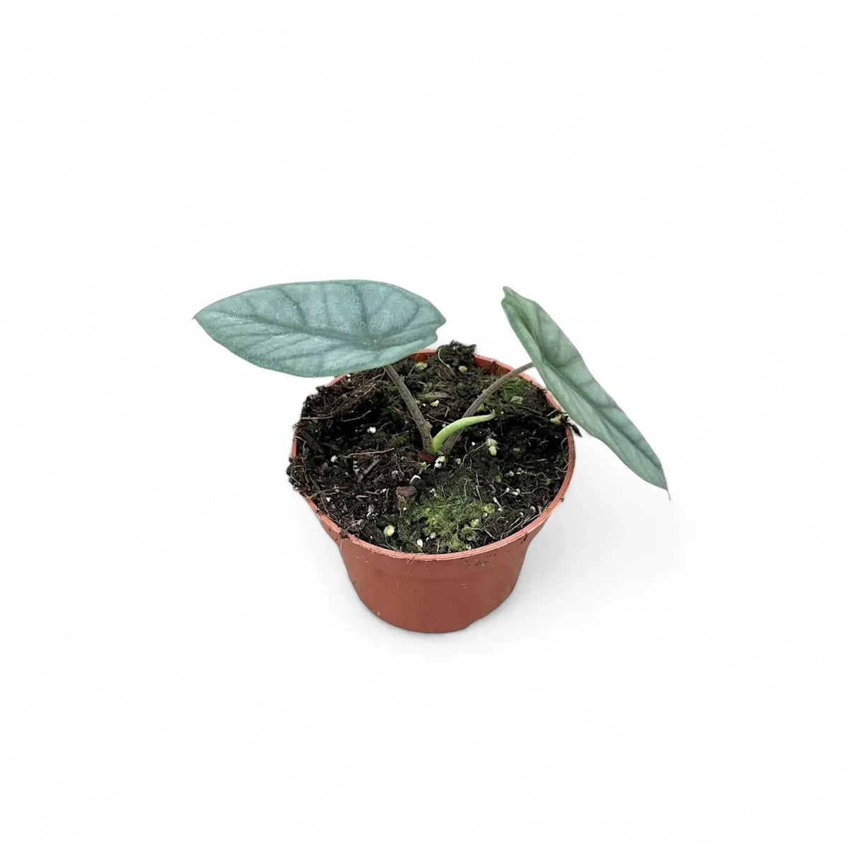 Alocasia 'Corazon' potted plant in nursery pot on white background.