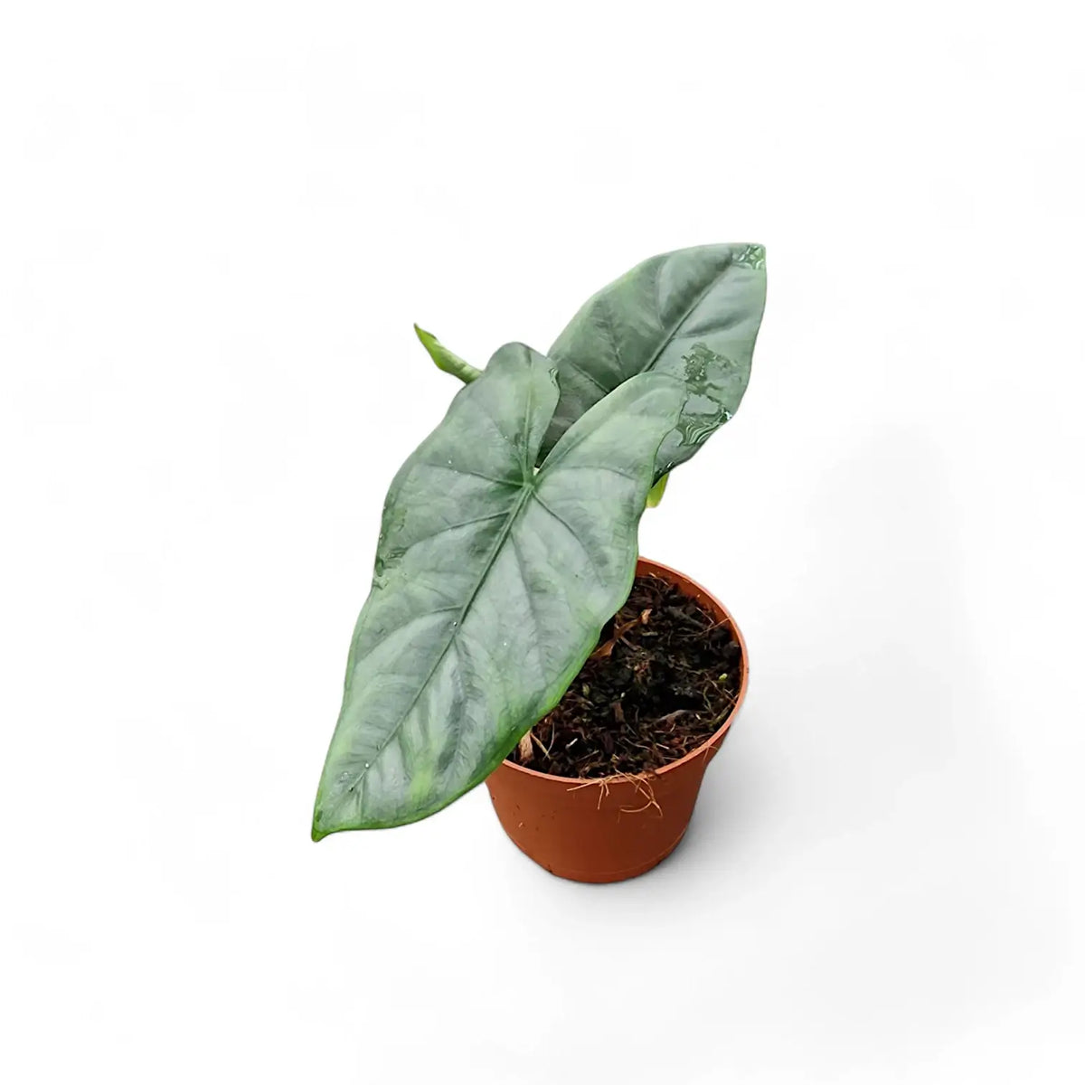 Alocasia 'Corazon' potted plant in nursery pot on white background.