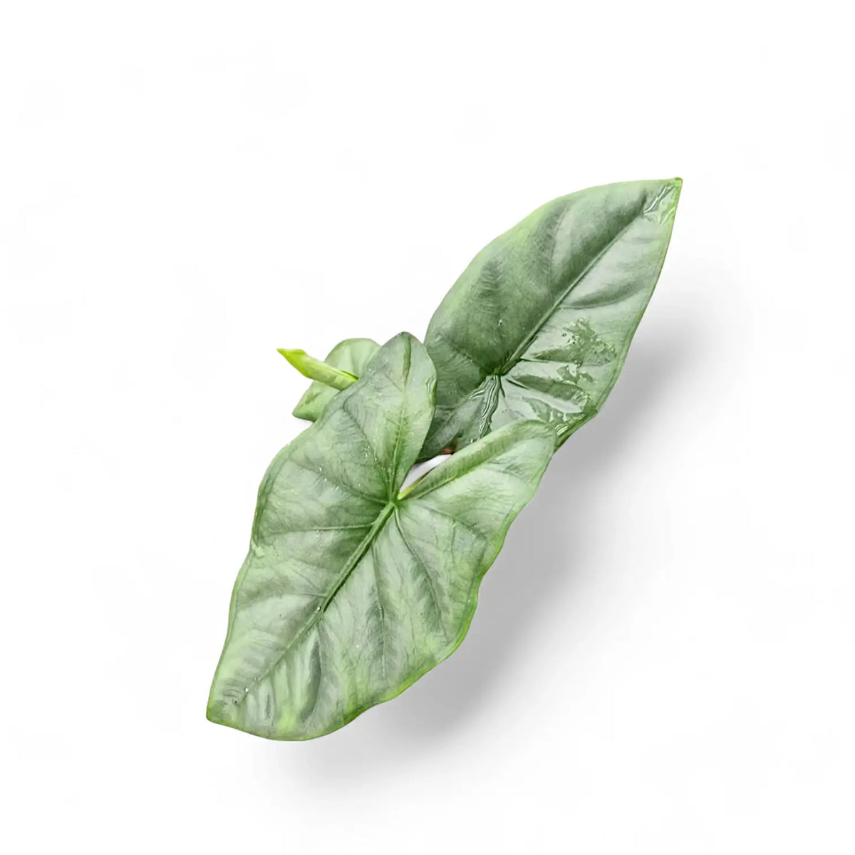 Alocasia 'Corazon' potted plant in nursery pot on white background.