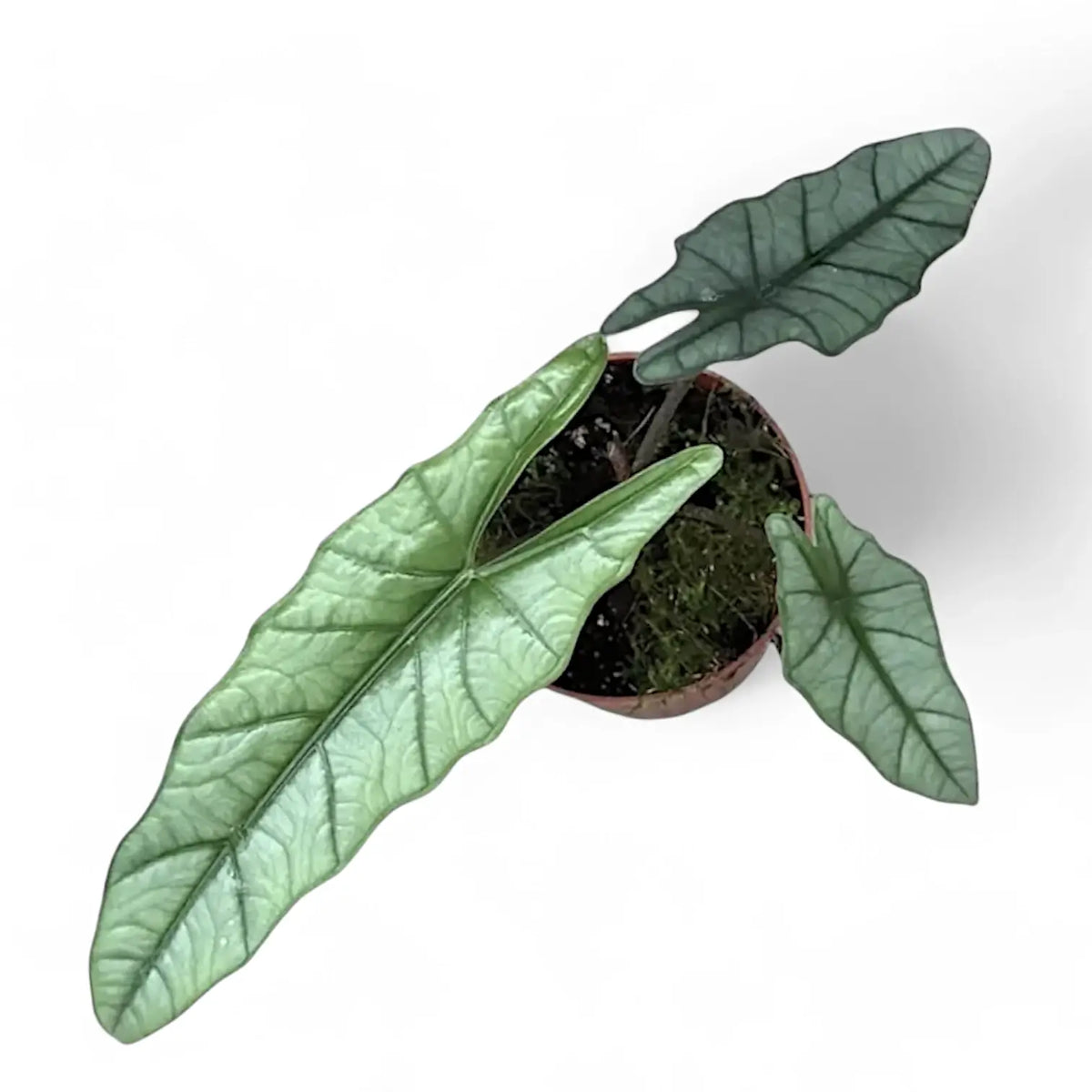 Alocasia 'Corazon' potted plant in nursery pot on white background.