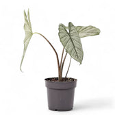 Alocasia 'Corazon' potted plant in nursery pot on white background.
