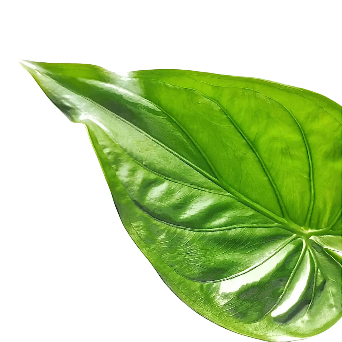 Alocasia cucullata leaf detail on white background.