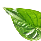 Alocasia cucullata leaf detail on white background.