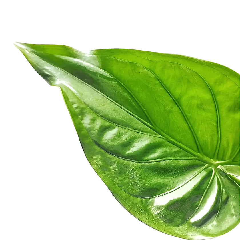 Alocasia cucullata leaf detail on white background.