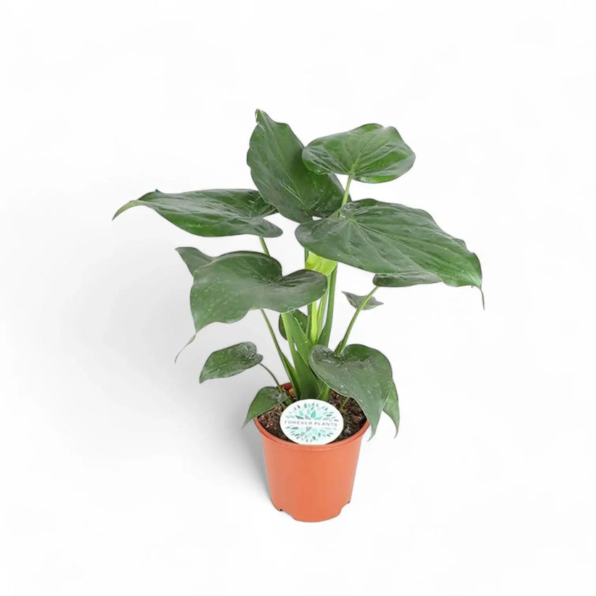 Alocasia cucullata potted plant in nursery pot on white background.