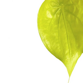 Alocasia cucullata 'Golden' leaf detail on white background.