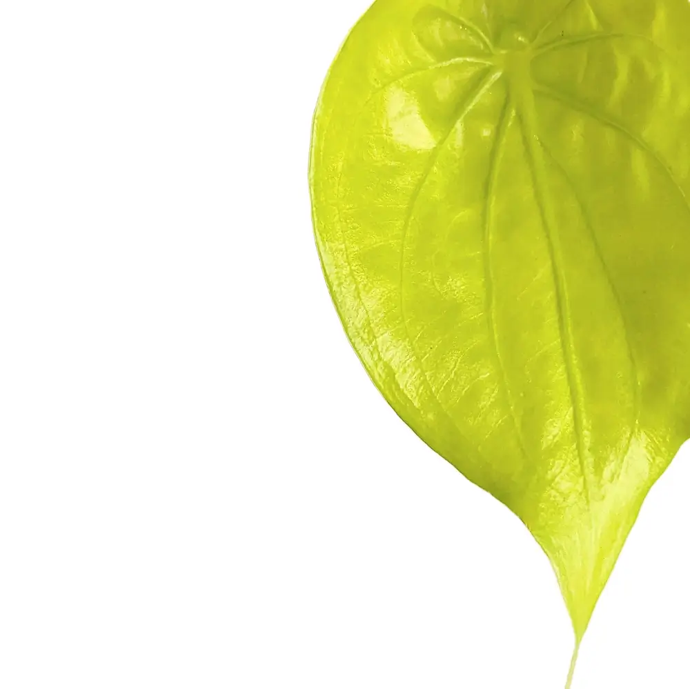 Alocasia cucullata 'Golden' leaf detail on white background.
