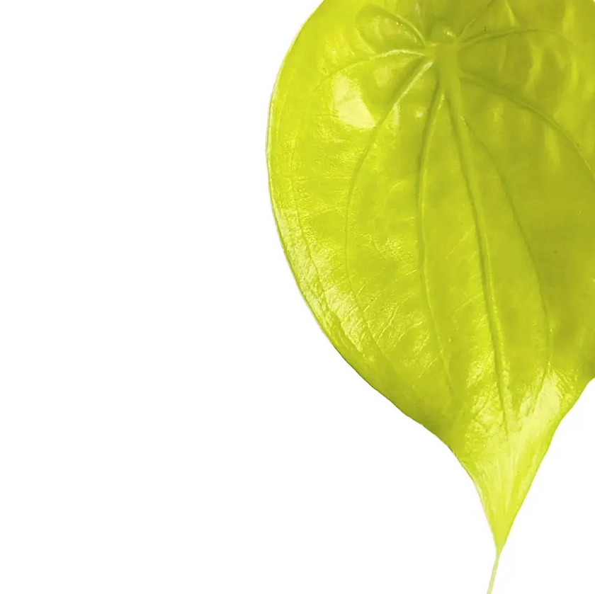 Alocasia cucullata 'Golden' leaf detail on white background.