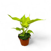 Alocasia cucullata 'Golden' potted plant in nursery pot on white background.