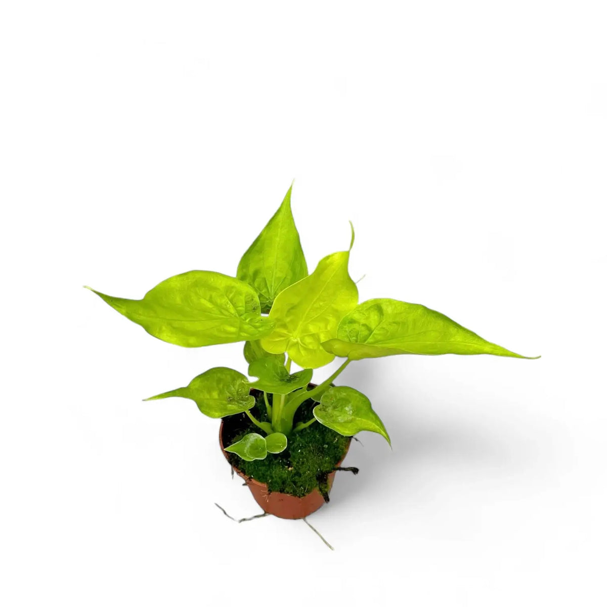 Alocasia cucullata 'Golden' potted plant in nursery pot on white background.