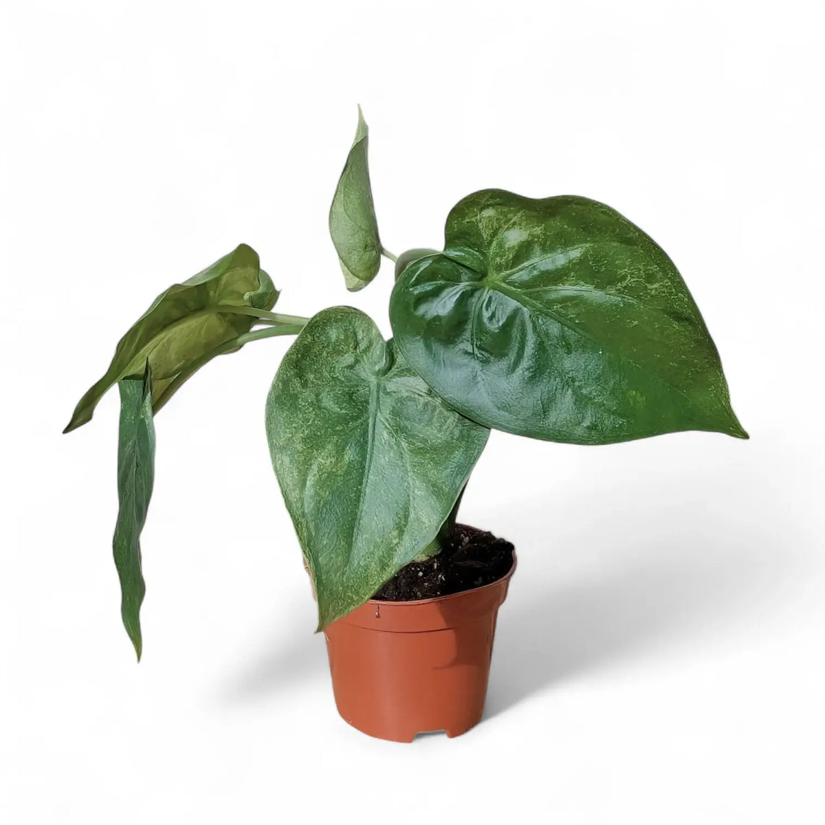 Alocasia cucullata 'Mint' – Topfpflanze im Kulturtopf vor weißem Hintergrund, Produktfoto 4.