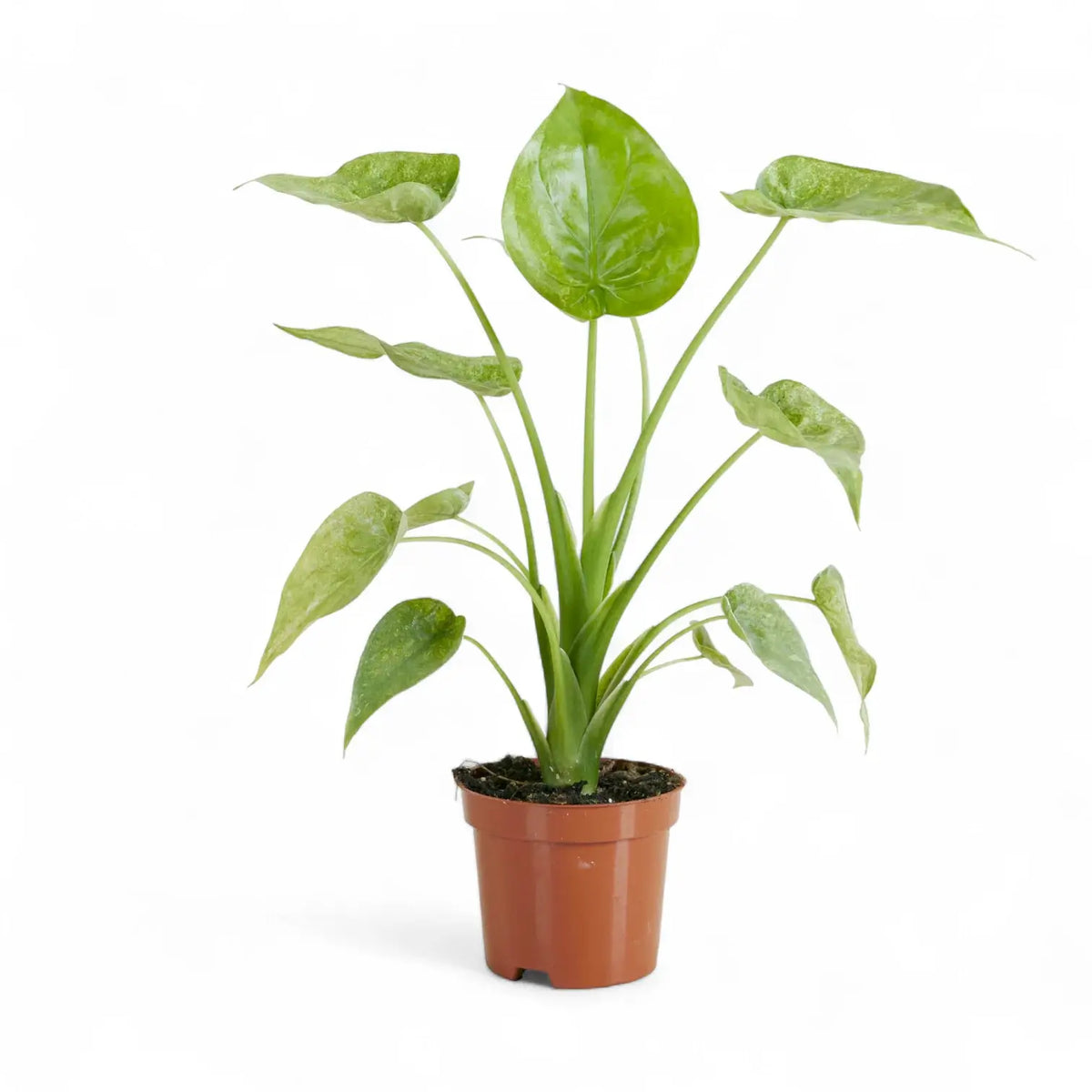 Alocasia cucullata 'Mint' – Topfpflanze im Kulturtopf vor weißem Hintergrund, Produktfoto 5.