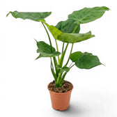 Alocasia cucullata plant in a nursery pot on white background