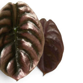 Nahaufnahme kupfer- bis bronzefarbener Blätter von Alocasia cuprea 'Red Secret' vor weißem Hintergrund