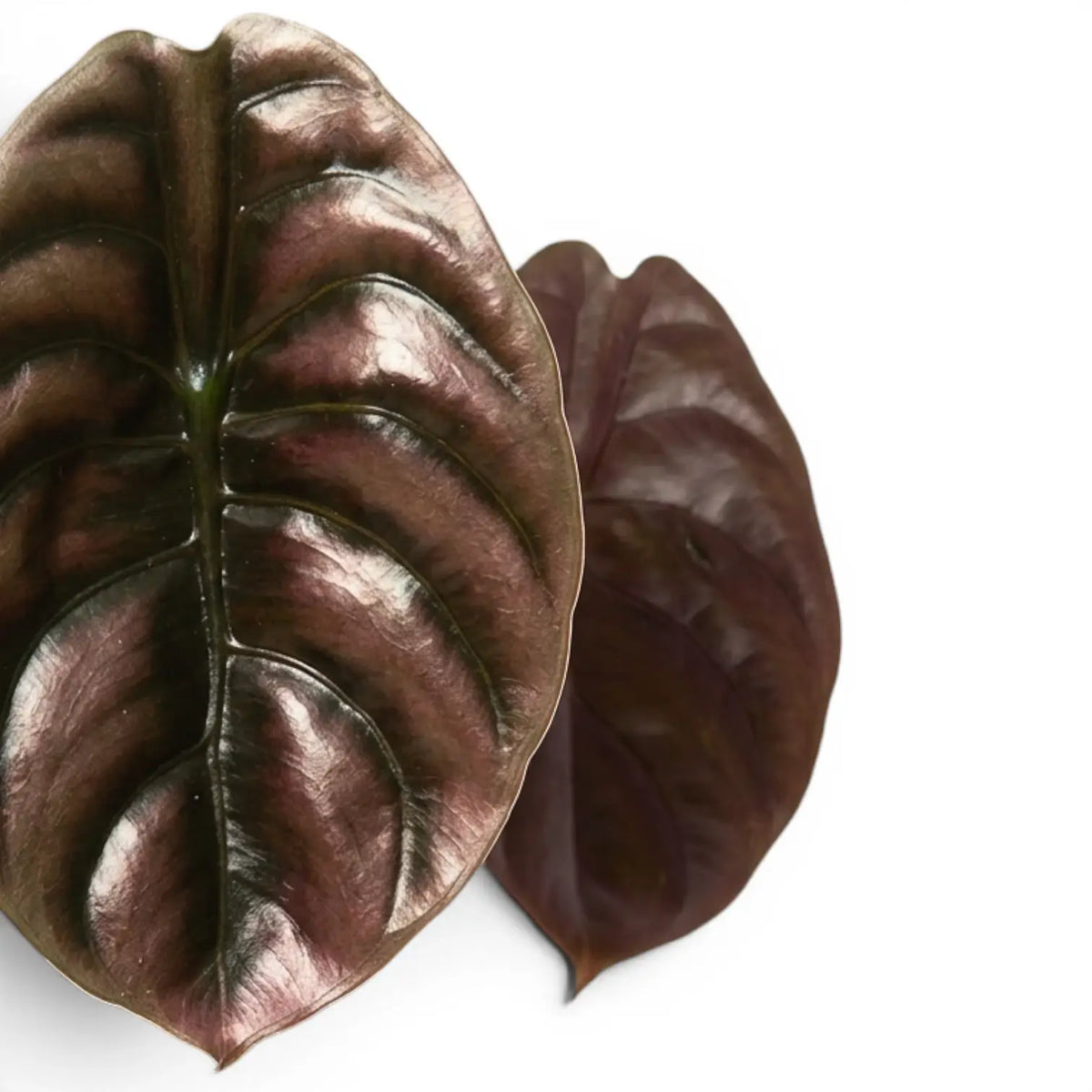 Nahaufnahme kupfer- bis bronzefarbener Blätter von Alocasia cuprea 'Red Secret' vor weißem Hintergrund