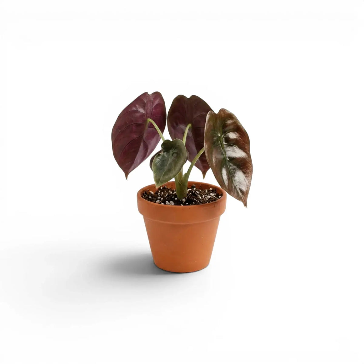 Jungpflanze von Alocasia cuprea 'Red Secret' im Topf mit kupferfarbenen Blättern und dunklen Adern vor weißem Hintergrund