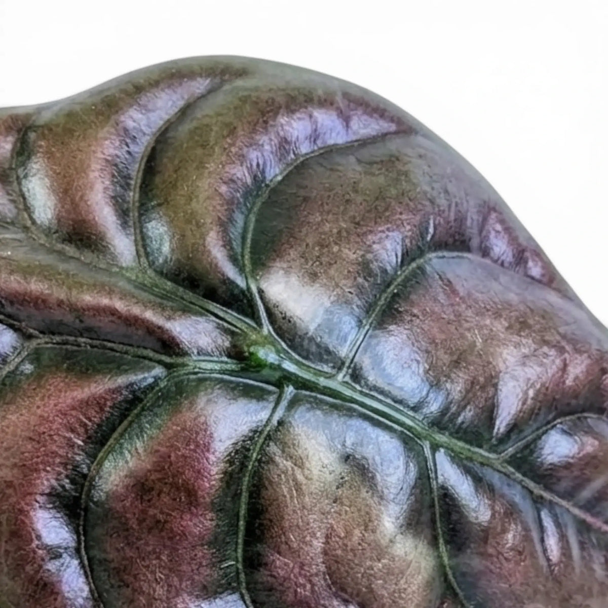 Nahaufnahme eines Blatts von Alocasia cuprea 'Red Secret' mit kupferfarbener Oberfläche und dunklen Adern vor weißem Hintergrund