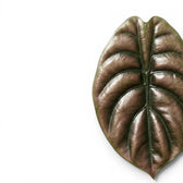 Nahaufnahme eines Blatts von Alocasia cuprea 'Red Secret' mit kupferfarbener Oberfläche und dunklen Adern vor weißem Hintergrund