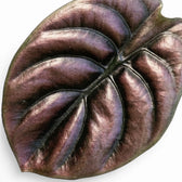Nahaufnahme eines Blatts von Alocasia cuprea 'Red Secret' mit kupferfarbener Oberfläche und dunklen Adern vor weißem Hintergrund