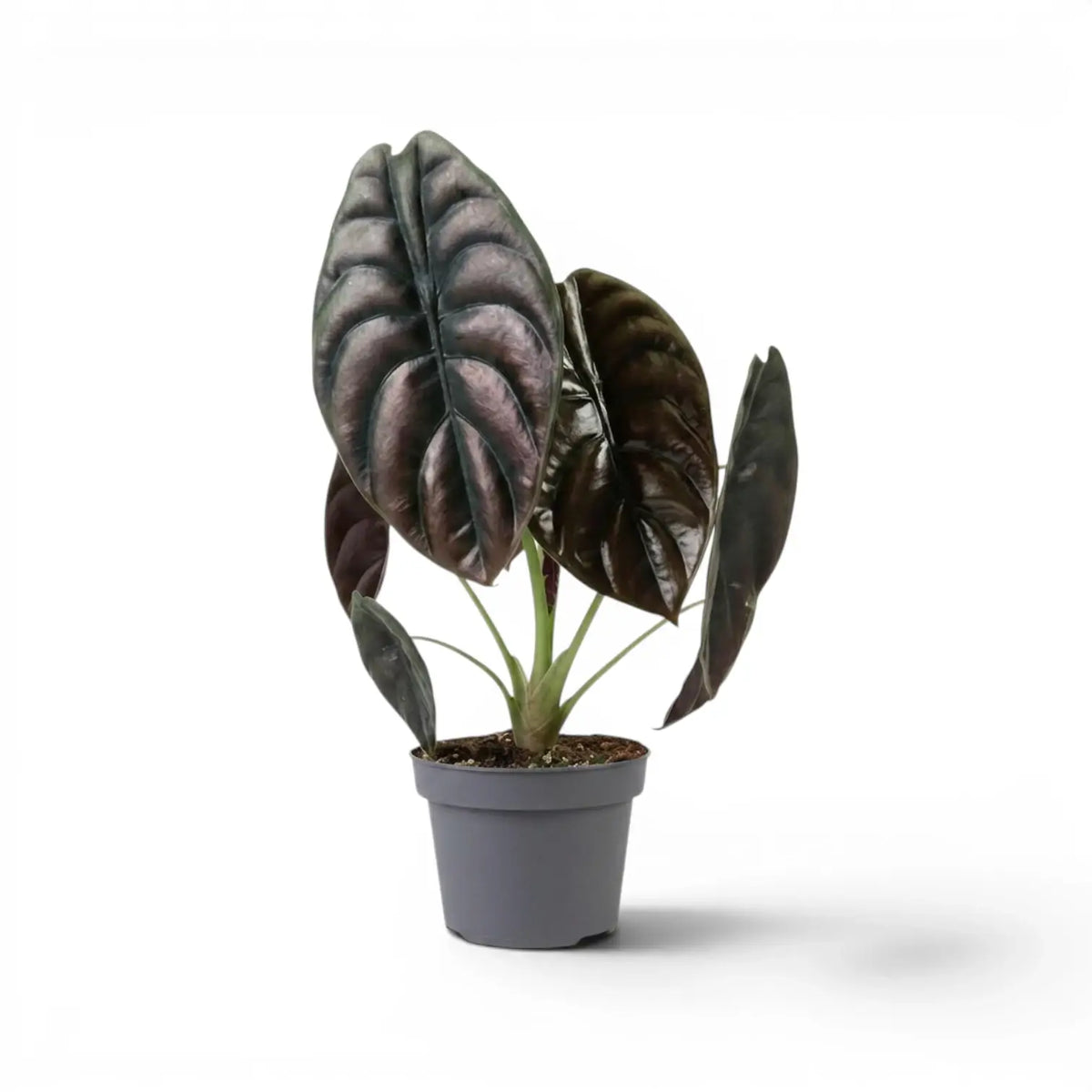 Alocasia cuprea 'Red Secret' im Topf mit großen grün- bis kupferfarbenen Blättern vor weißem Hintergrund