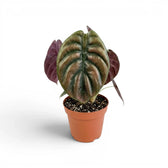 Alocasia cuprea 'Red Secret' im Topf mit großen grün- bis kupferfarbenen Blättern vor weißem Hintergrund