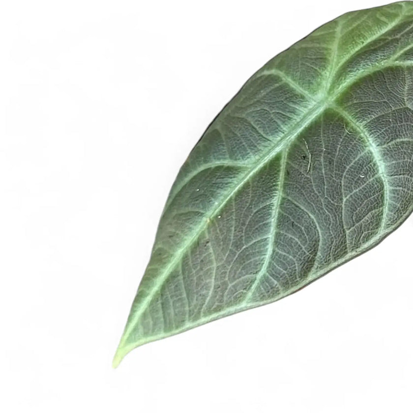 Alocasia 'Dragon Moon' – Blattdetail vor weißem Hintergrund..