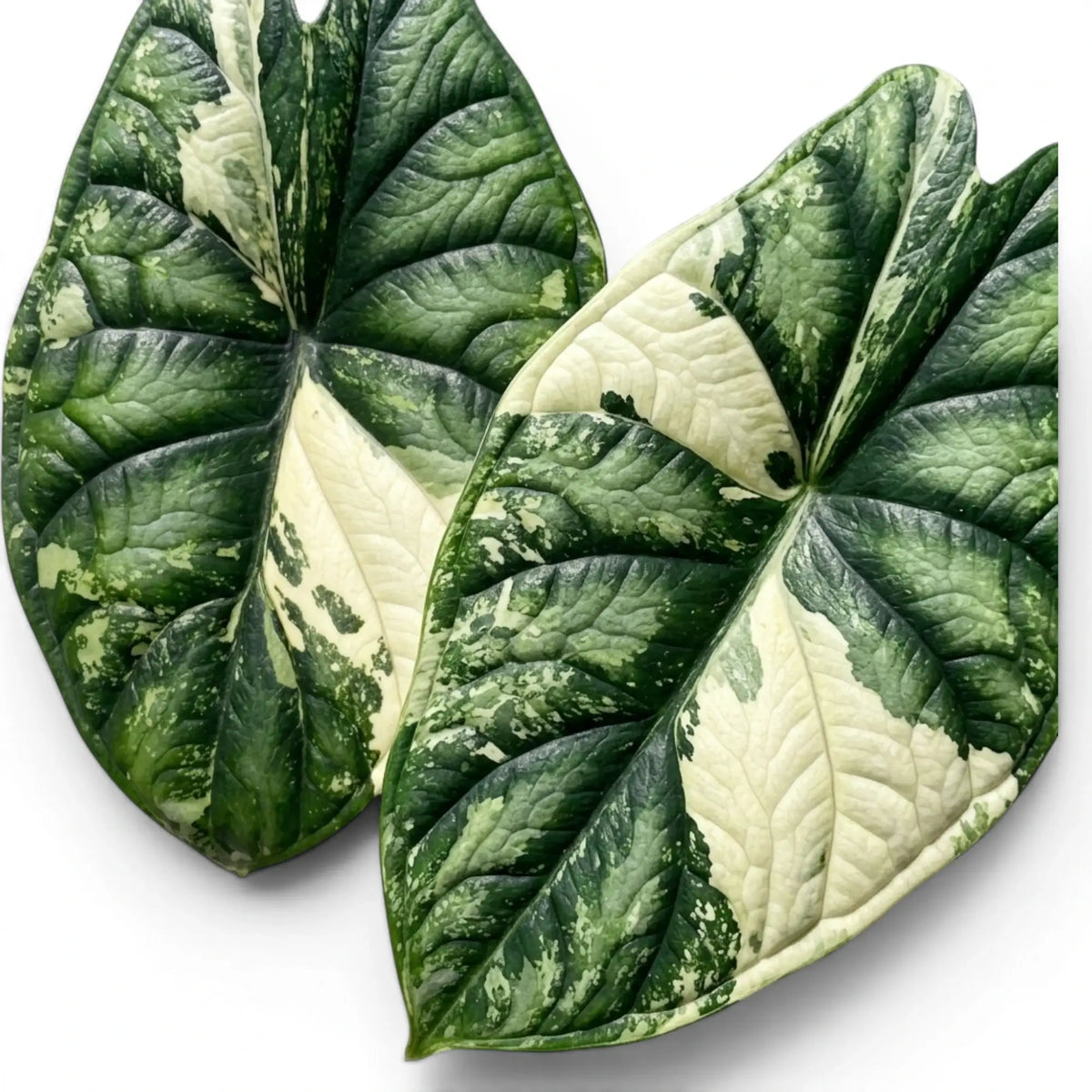 Close up variegated foliage of Alocasia Dragon Scale Albo Variegata on a white background