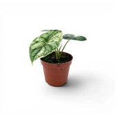 Small starter plant Alocasia Dragon Scale 'Mint' with patterened variegated  mottled leaves in a nursery pot on a white background