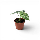 Small starter plant Alocasia Dragon Scale 'Mint' with patterened variegated  mottled leaves in a nursery pot on a white background