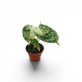 Small starter plant Alocasia Dragon Scale 'Mint' with patterened variegated  mottled leaves in a nursery pot on a white background
