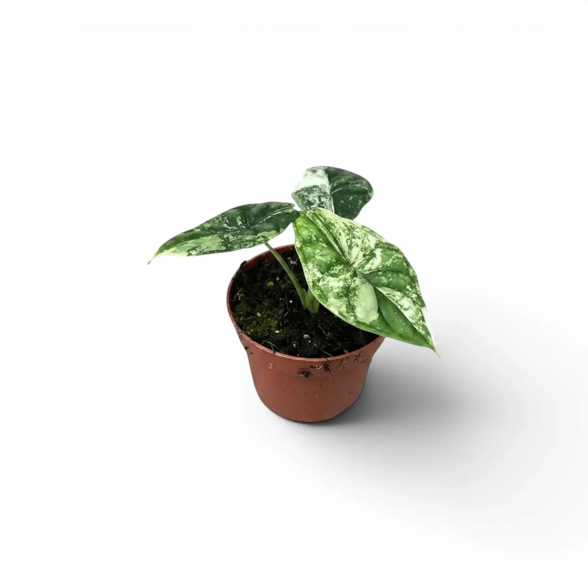 Small starter plant Alocasia Dragon Scale 'Mint' with patterened variegated  mottled leaves in a nursery pot on a white background