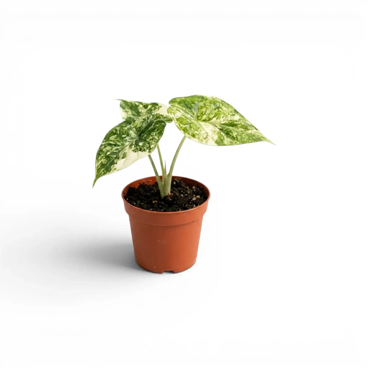 Small starter plant Alocasia Dragon Scale 'Mint' with patterened variegated  mottled leaves in a nursery pot on a white background