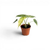 Small starter plant Alocasia Dragon Scale 'Mint' with patterened variegated  mottled leaves in a nursery pot on a white background