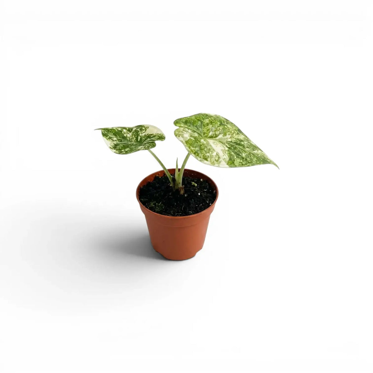 Small starter plant Alocasia Dragon Scale 'Mint' with patterened variegated  mottled leaves in a nursery pot on a white background