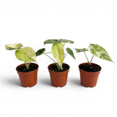 Three various potted Alocasia Dragon Scale 'Mint' baby plants (starter plants) with patterened variegated  mottled leaves on a white background